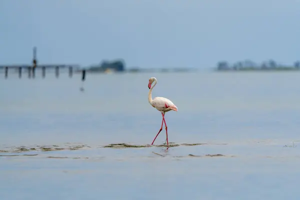 Flamingo Walking Water — Stock Photo, Image