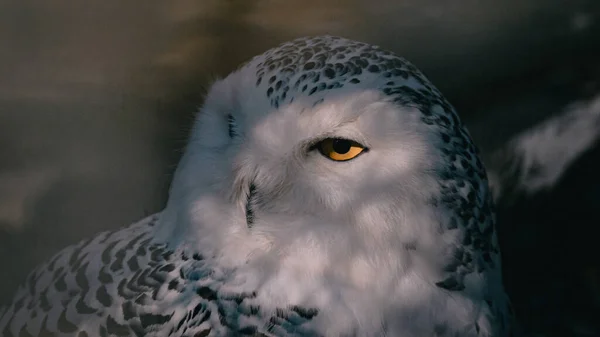 Closeup Snowy Owl Beautiful Birds — Stock Photo, Image