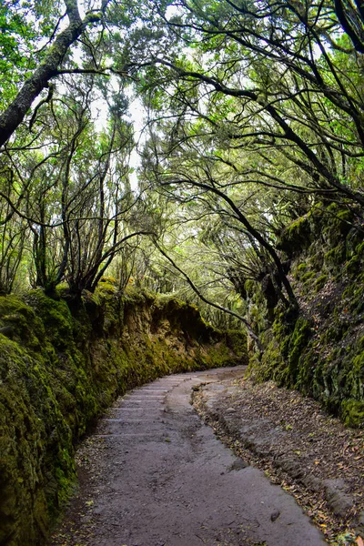 Uma Vista Natural Uma Trilha Caminhadas Floresta — Fotografia de Stock