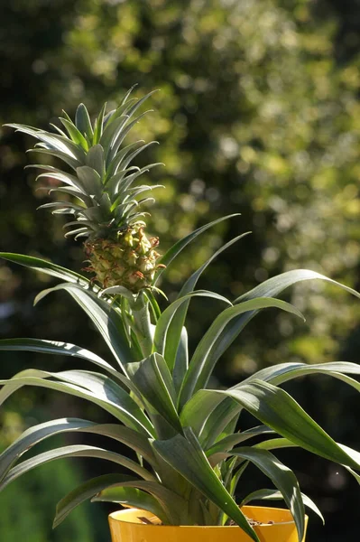 Bahçedeki Bir Ananas Bitkisinin Dikey Çekimi — Stok fotoğraf