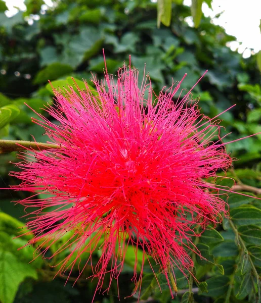Foco Seletivo Uma Flor Calliandra Rosa Galho Árvore Contra Fundo — Fotografia de Stock
