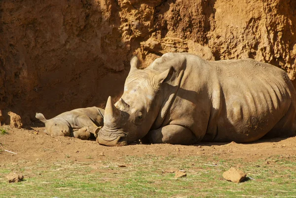 Rhinocéros Blanc Femelle Avec Veau Reposant Dormant — Photo