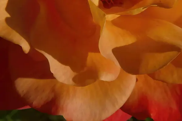 Arkaplanı Bulanık Sarı Bir Çiçeğe Yakın Plan — Stok fotoğraf
