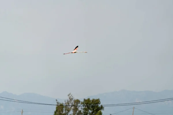 Flamingo Vliegt Boven Elektrische Kabels — Stockfoto