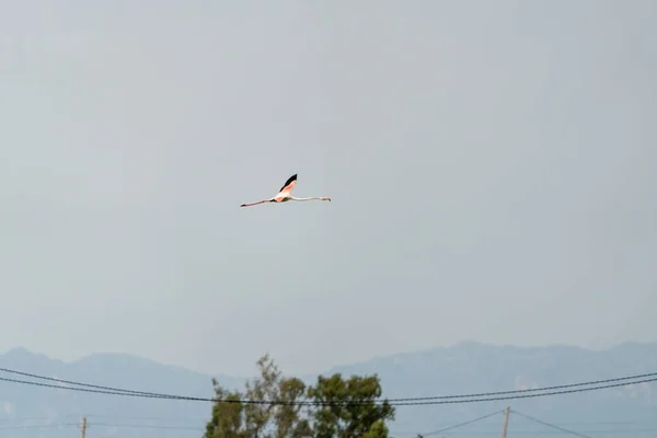 Flamingo Flying Electric Cables — Stock Photo, Image