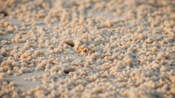 Krab Plaży — Zdjęcie stockowe