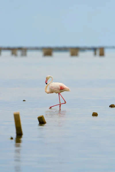 Vízben Sétáló Flamingó Függőleges Közelsége — Stock Fotó