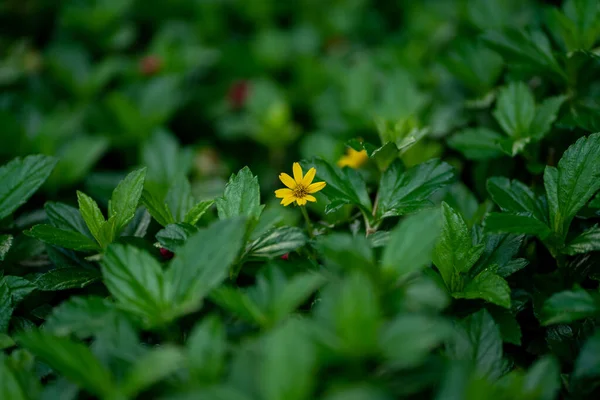 Селективный Снимок Цветущего Желтого Цветка Дикого Растения Лугу — стоковое фото