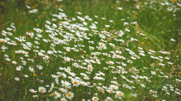 Piękny Widok Rumianku Kwiaty Polu — Zdjęcie stockowe