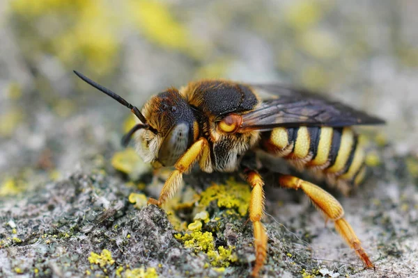 Close Bij Een Vrouwtje Van Grohmann Yellow Resin Bee Icteranthidium — Stockfoto