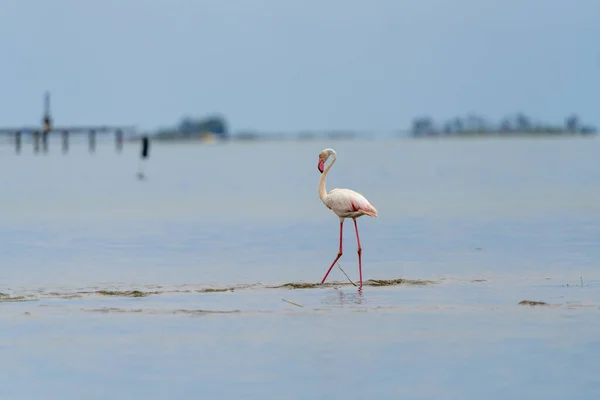 Flamingó Vízben Jár — Stock Fotó