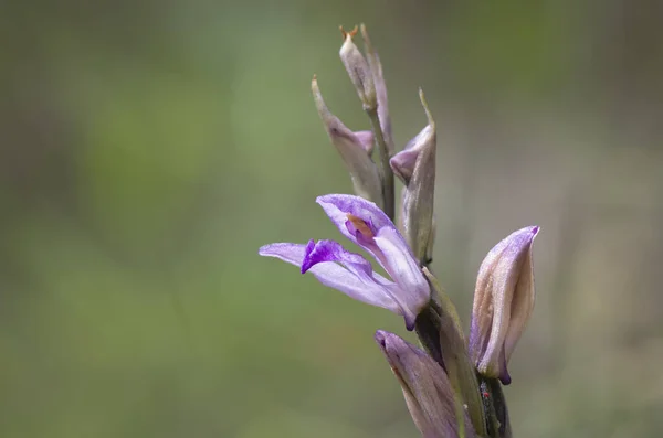 Primo Piano Fiore Fiore Limodore Trabut — Foto Stock