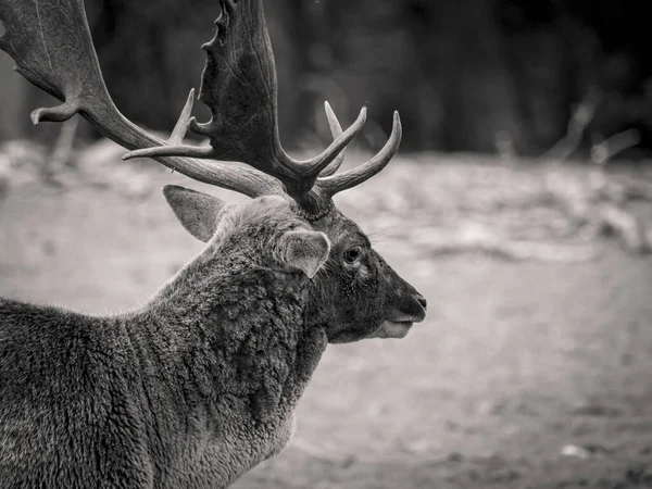 Gros Plan Échelle Grise Cerf Mâle Dans Une Forêt — Photo