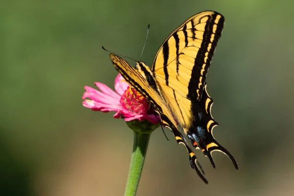 Uma Maravilhosa Borboleta Amarela Uma Flor — Fotografia de Stock