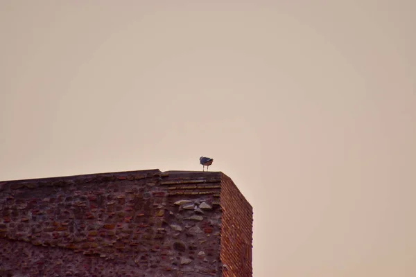 Una Vista Pequeño Pájaro Pie Borde Antiguo Edificio Piedra Con — Foto de Stock