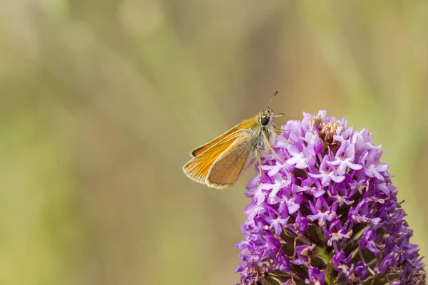 Primer Plano Una Mariposa Patrón Una Flor Orquídea Piramidal — Foto de Stock