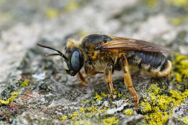 Pionowe Zbliżenie Dużej Niebieskookiej Samicy Pszczoły Górniczej Melitturga Clavicornis Gard — Zdjęcie stockowe