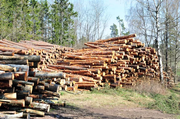 Ein Sägewerk Wald Mit Holzstapeln Einem Sonnigen Tag — Stockfoto