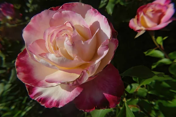 Крупним Планом Красива Рожева Квітка Троянди Серед Зеленого Листя Сонячний — стокове фото