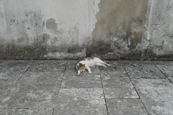 Uma Vista Gato Deitado Rua — Fotografia de Stock