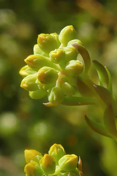 Colpo Verticale Boccioli Fioriti Pianta Succulenta Uno Sfondo Verde Una — Foto Stock