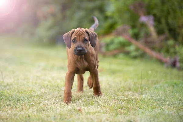 Bedårande Rhodesian Ridgeback Valp Står Det Gröna Gräset Parken — Stockfoto