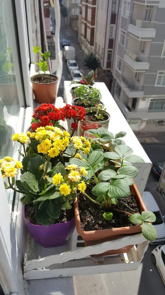 窗台上盆栽植物的垂直照片 — 图库照片