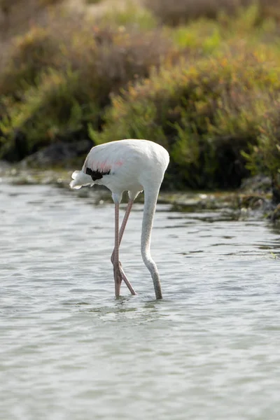 Een Verticale Close Van Een Flamingo Zoek Naar Voedsel Het — Stockfoto