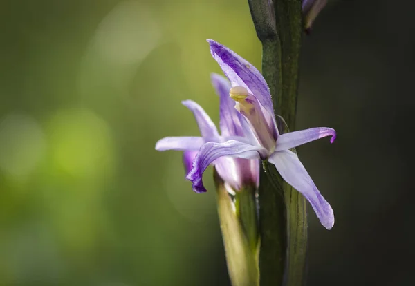 Közelkép Egy Virágzó Limodore Trabut Virágról — Stock Fotó