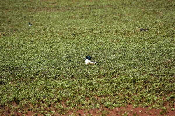 Eine Schöne Aufnahme Eines Vogels Keoladeo Nationalpark Bharatpur Rajasthan Indien — Stockfoto