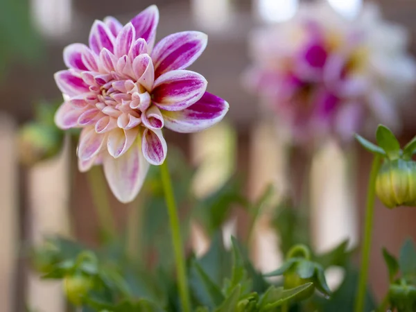 Een Selectieve Focus Shot Van Een Mooie Dahlia Bloem — Stockfoto