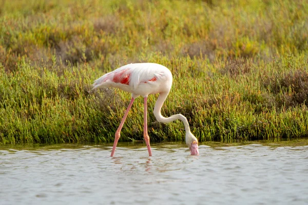 Close Flamingo Procurando Comida Água — Fotografia de Stock