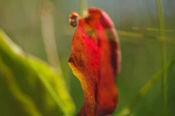 Zbliżenie Czerwonawy Liść Imponująco Oświetlony Słońce Cienie Roślin Nim Lśnią — Zdjęcie stockowe