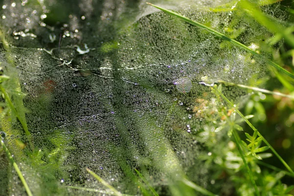 Gros Plan Filet Rosée Matinal Grande Échelle Milieu Une Prairie — Photo