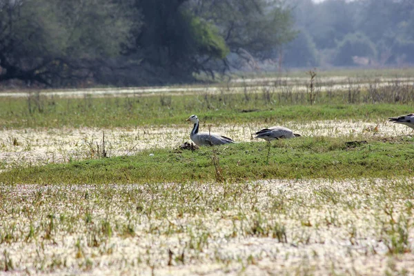 Eine Schöne Aufnahme Von Vögeln Keoladeo National Park Bharatpur Rajasthan — Stockfoto
