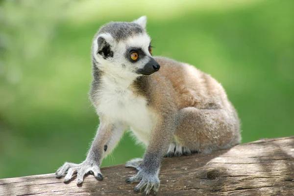 Närbild Bild Ringsvansad Lemur Lemur Catta Sitter Grenen Skogen — Stockfoto