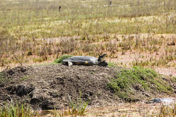 Vacker Bild Sköldpadda Keoladeo National Park Bharatpur Rajasthan Indien — Stockfoto