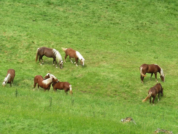 Los Caballos Pastando Los Pastos Durante Día —  Fotos de Stock