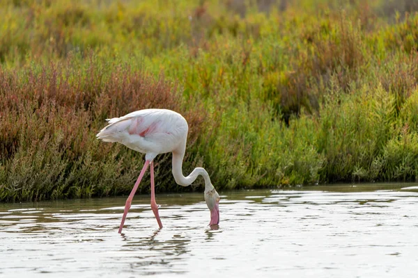 Zbliżenie Flaminga Szukającego Jedzenia Wodzie — Zdjęcie stockowe