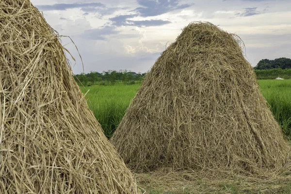 Naturlig Över Högslåtter Ett Fält Landsbygden — Stockfoto