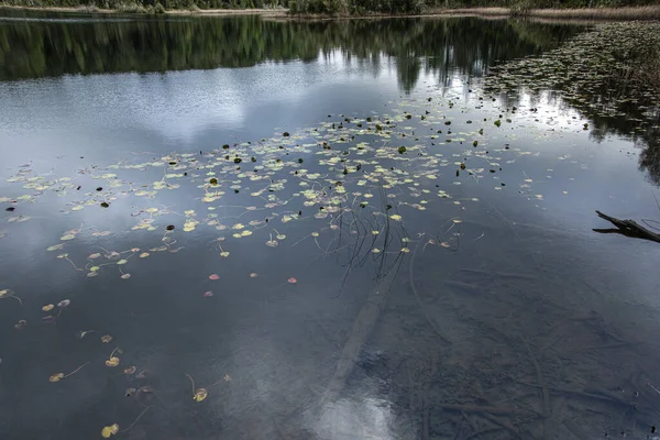 Nombreux Nénuphars Dans Lac — Photo