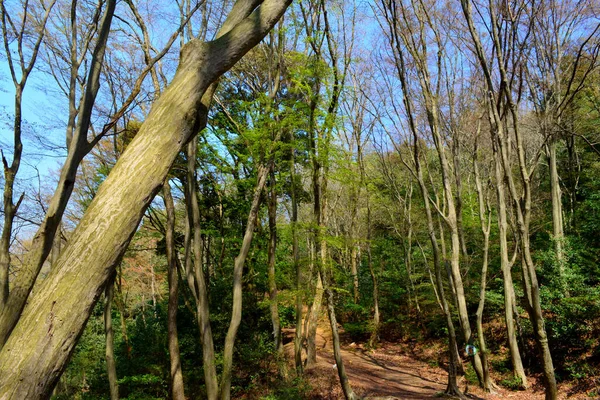 Güneşli Bir Günde Ağaçların Olduğu Park — Stok fotoğraf