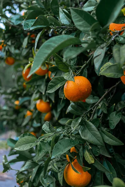 Egy Sekély Fókuszú Közelkép Egy Nedves Levelű Mandarin Fáról — Stock Fotó