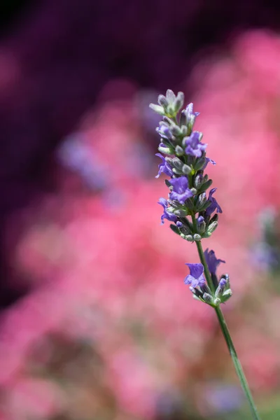 Bir Lavanta Çiçeğinin Dikey Görüntüsü Bokeh Arka Planına Karşı — Stok fotoğraf