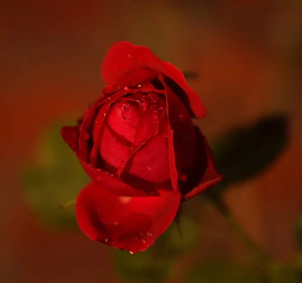 Eine Schöne Aufnahme Einer Roten Rose Auf Verschwommenem Hintergrund — Stockfoto