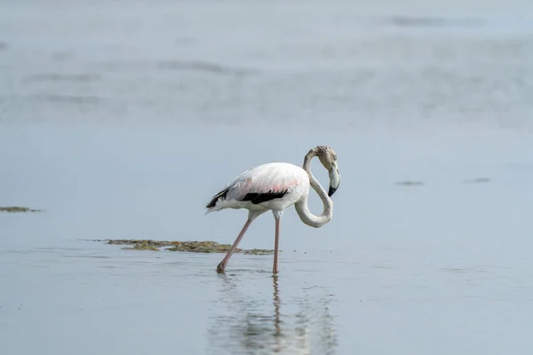 Closeup Flamingo Walking Water — Stock Photo, Image