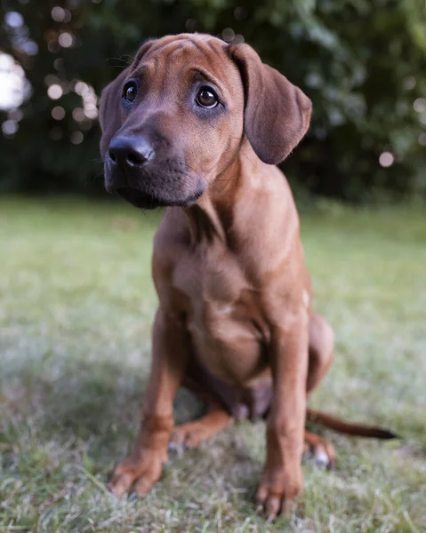 Vertical Shot Adorable Rhodesian Ridgeback Puppy — Stock Photo, Image