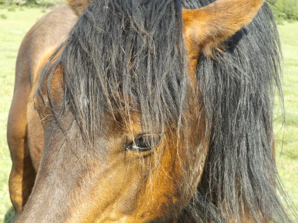 Closeup Shot Brown Horse Face Standing Field Looking Awa — Stock Photo, Image