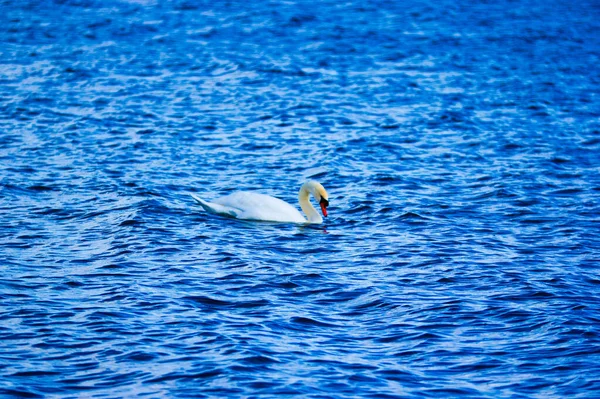 湖の青い水に白い白鳥の水泳の高角度ショット — ストック写真