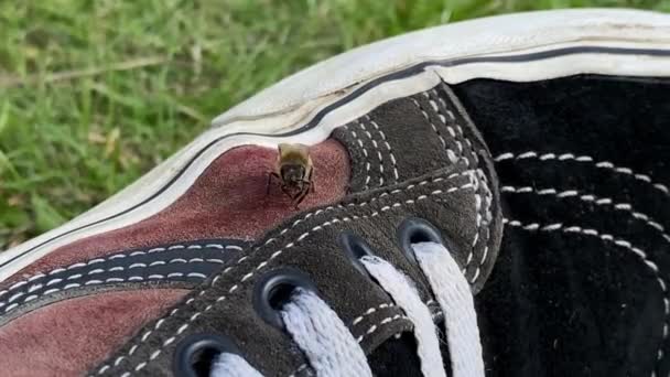 Eine Süße Kleine Biene Aus Nächster Nähe Auf Einem Schuh — Stockvideo